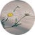 Native Botanicals