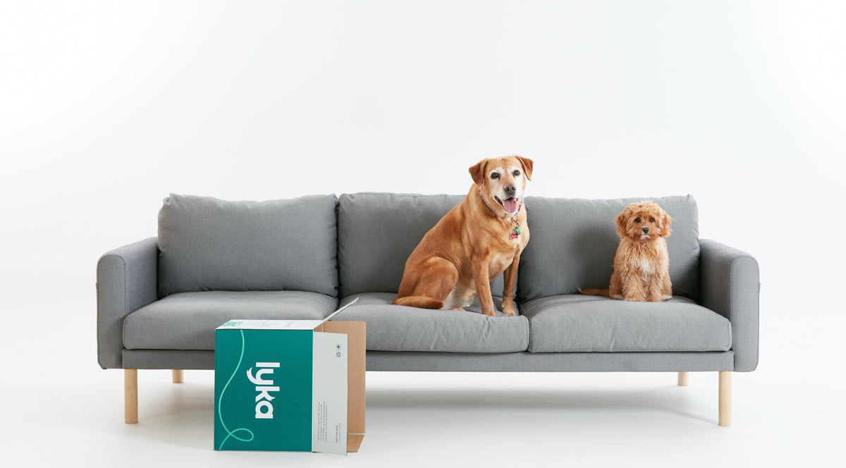 Dogs on Eva All Day Sofa 