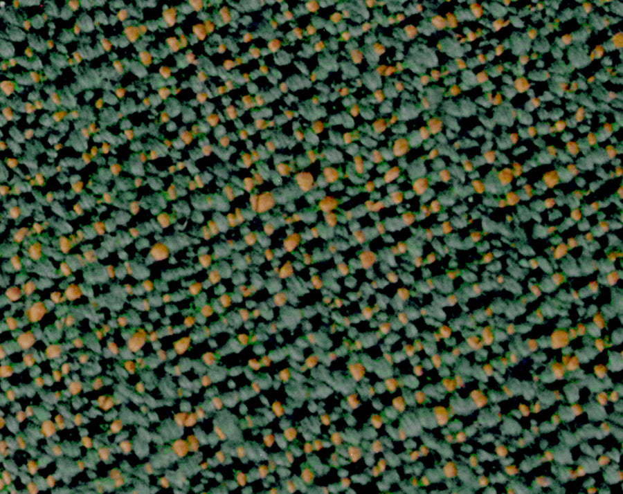 ECS_Forest_Swatch_1